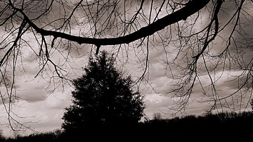 Low angle view of bare trees against sky