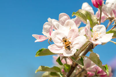 Low angle view of bee on flower