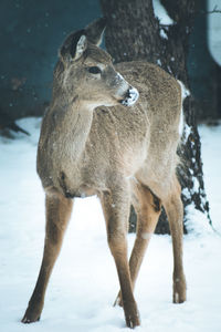 White-tailed deer on snow covered field during snowfall