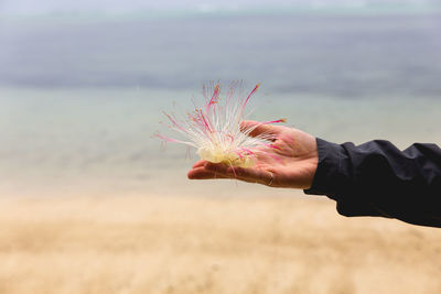 Close-up of hand holding plant