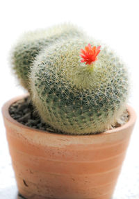 Close-up of cactus flower pot