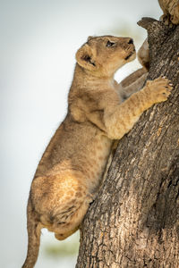 Low angle view of lion cub on tree trunk