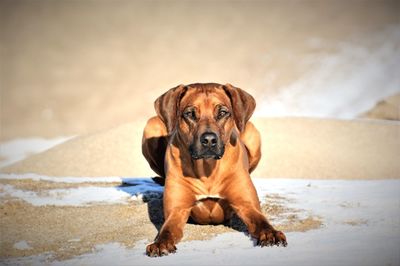 Portrait of dog sitting in park during winter