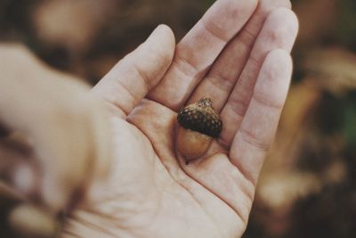 Close-up of hand holding leaf