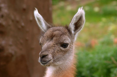 Close-up of deer looking away