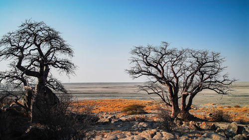 Bare tree on landscape against clear sky