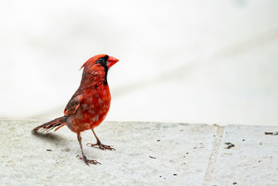 Close-up of bird perching on retaining wall