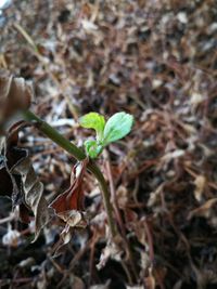 Close-up of plant