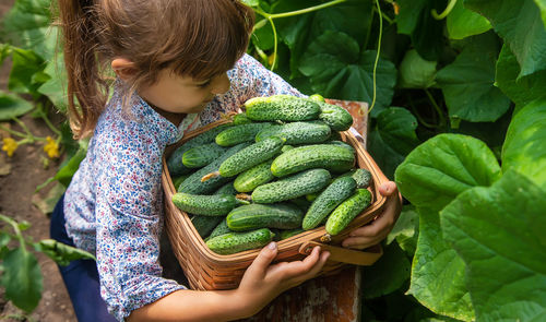 Girl harvesting cucumbers in basket
