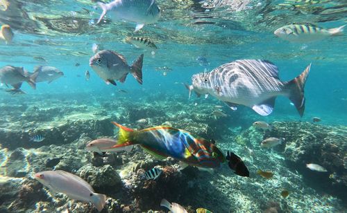 Flock of fish in sea