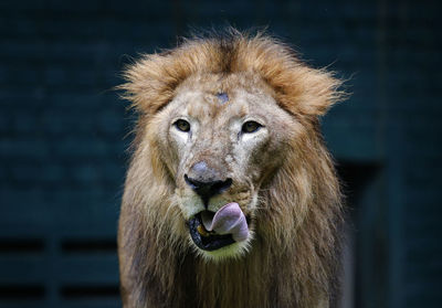 Close-up portrait of a lion