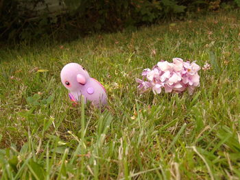 Close-up of pink flower on field