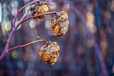 Close-up of dried plant