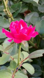 Close-up of pink flower