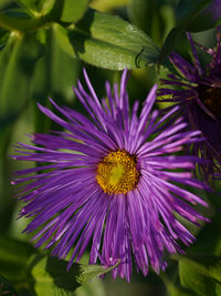 Close-up of purple flowering plant