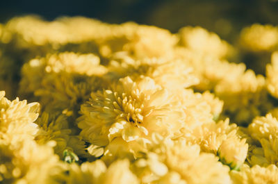 Detail shot of yellow daisy flowers