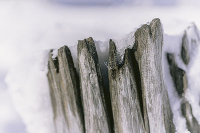 Close-up of wooden fence on snow