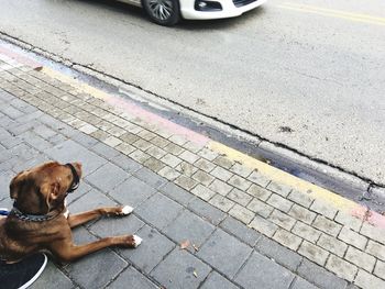 High angle view of dog on sidewalk