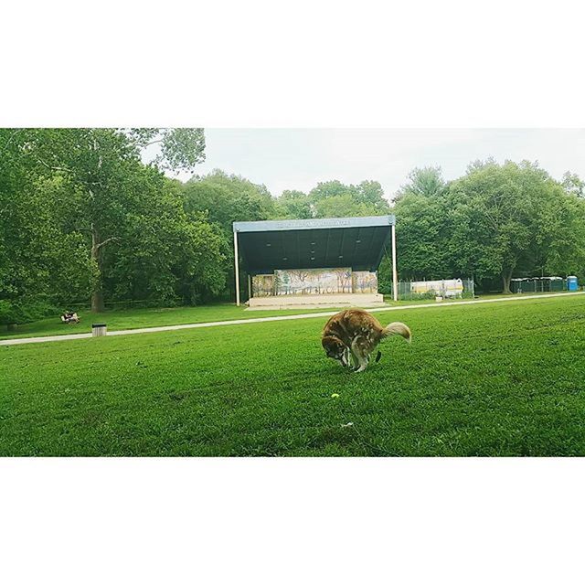 grass, transfer print, green color, field, auto post production filter, grassy, tree, animal themes, clear sky, growth, lawn, nature, one animal, built structure, grassland, landscape, green, plant, day, copy space