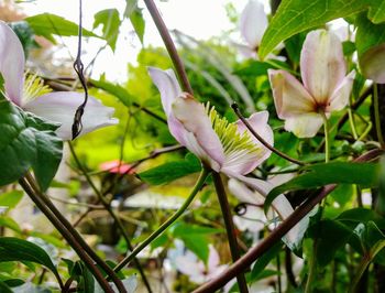 Close-up of white day lily blooming outdoors