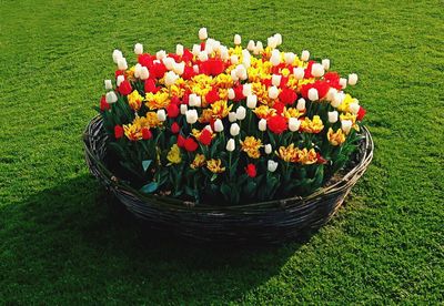 Close-up of flowers in lawn