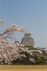 Low angle view of cherry blossom tree by building against clear sky