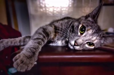 Close-up portrait of cat