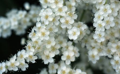 Close-up of white flowers