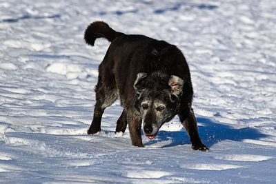 Dog standing on snow covered land