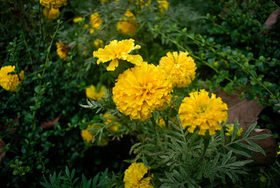 Close-up of yellow flowers blooming outdoors