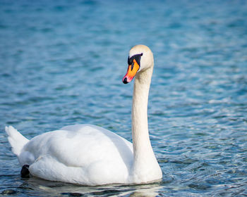 Swan swimming in lake