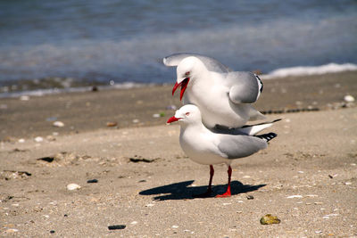 Seagull perching on a beach