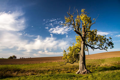 Tree on field against sky