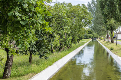 Road amidst trees and plants in city