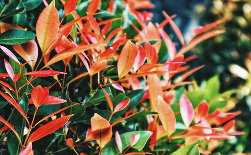 Close-up of orange leaves on plant