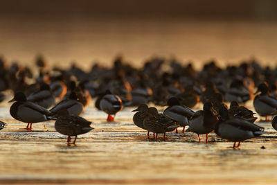 Flock of birds perching on a frozen lake in sunset