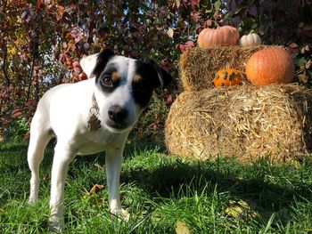 Portrait of dog on field