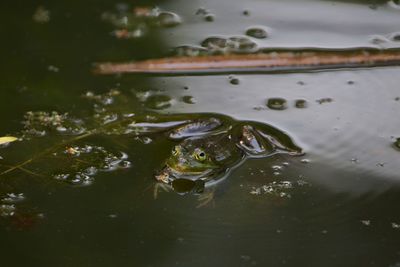 High angle view of frog in lake