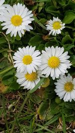 High angle view of white flowering plants