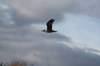 Low angle view of seagull flying in sky