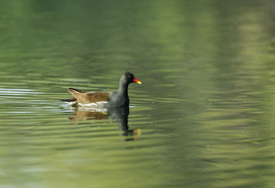 Duck swimming in a lake