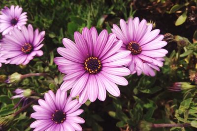 Close-up of pink flowers blooming outdoors