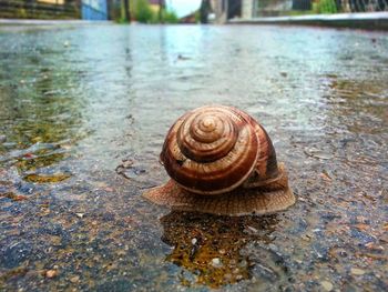 Close-up of snail on water