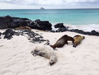 High angle view of sea lions resting on sand at beach