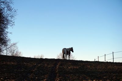 Rear view of horse against clear sky