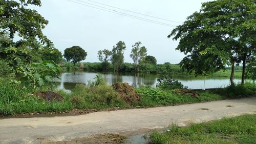 Scenic view of river by trees against sky