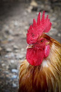 Close-up of rooster