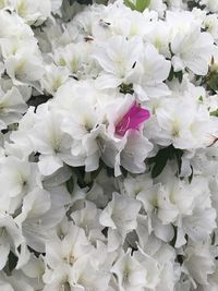 Close-up of white flowering plant