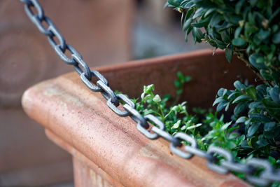 Close-up of potted plant