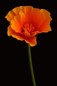 Close-up of orange flower against black background